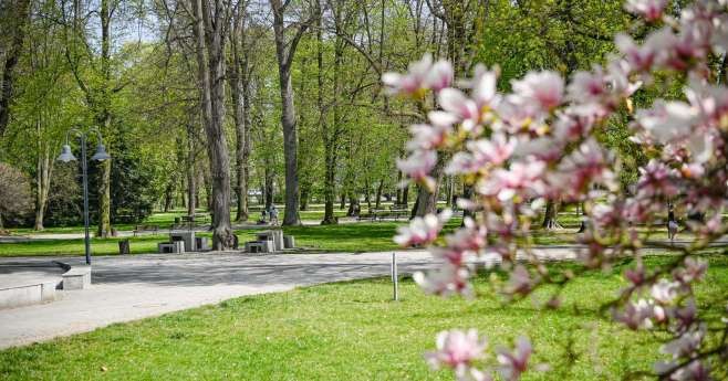 Harmonogram prac pielęgnacyjnych zieleni miejskiej w Częstochowie