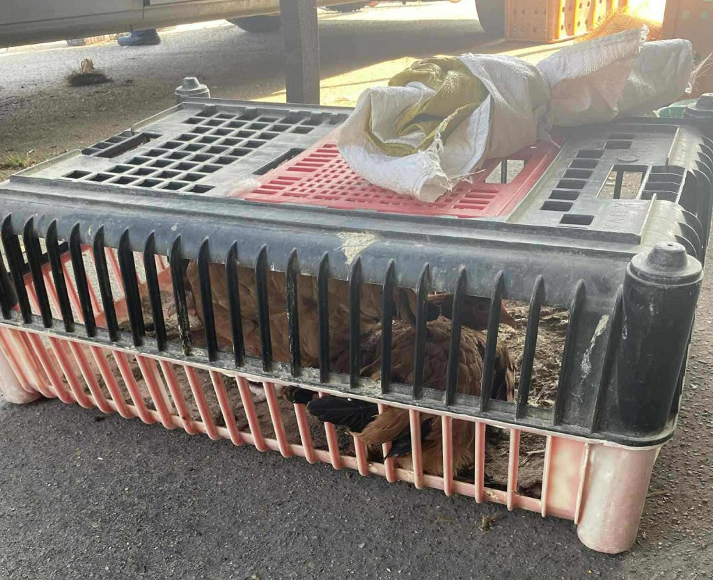 Interwencja straży miejskiej na rynku w Częstochowie