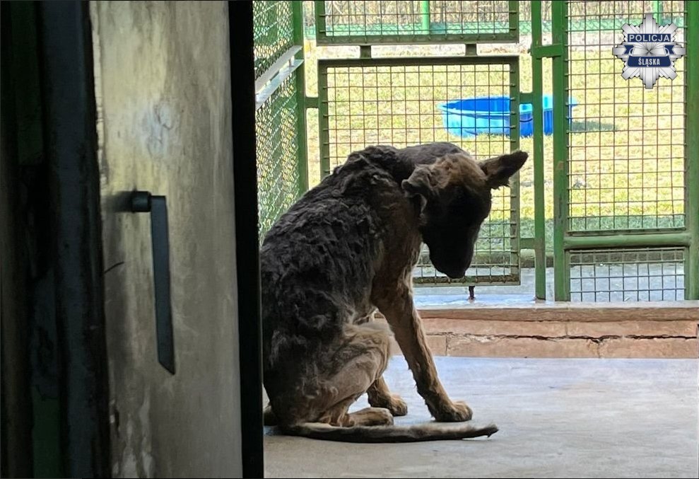 Dzień Ustawy o Ochronie Zwierząt: nowe przepisy na horyzoncie