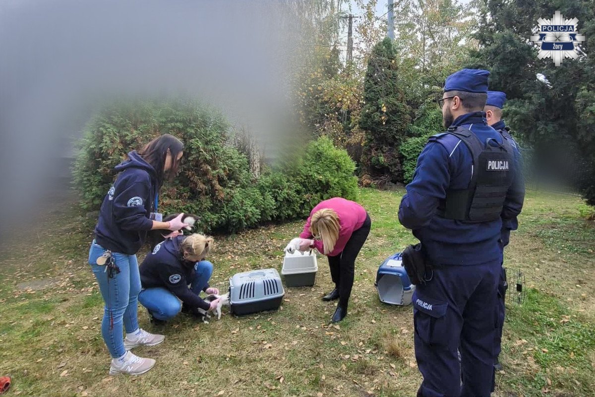 Koty w tragicznych warunkach w Żorach