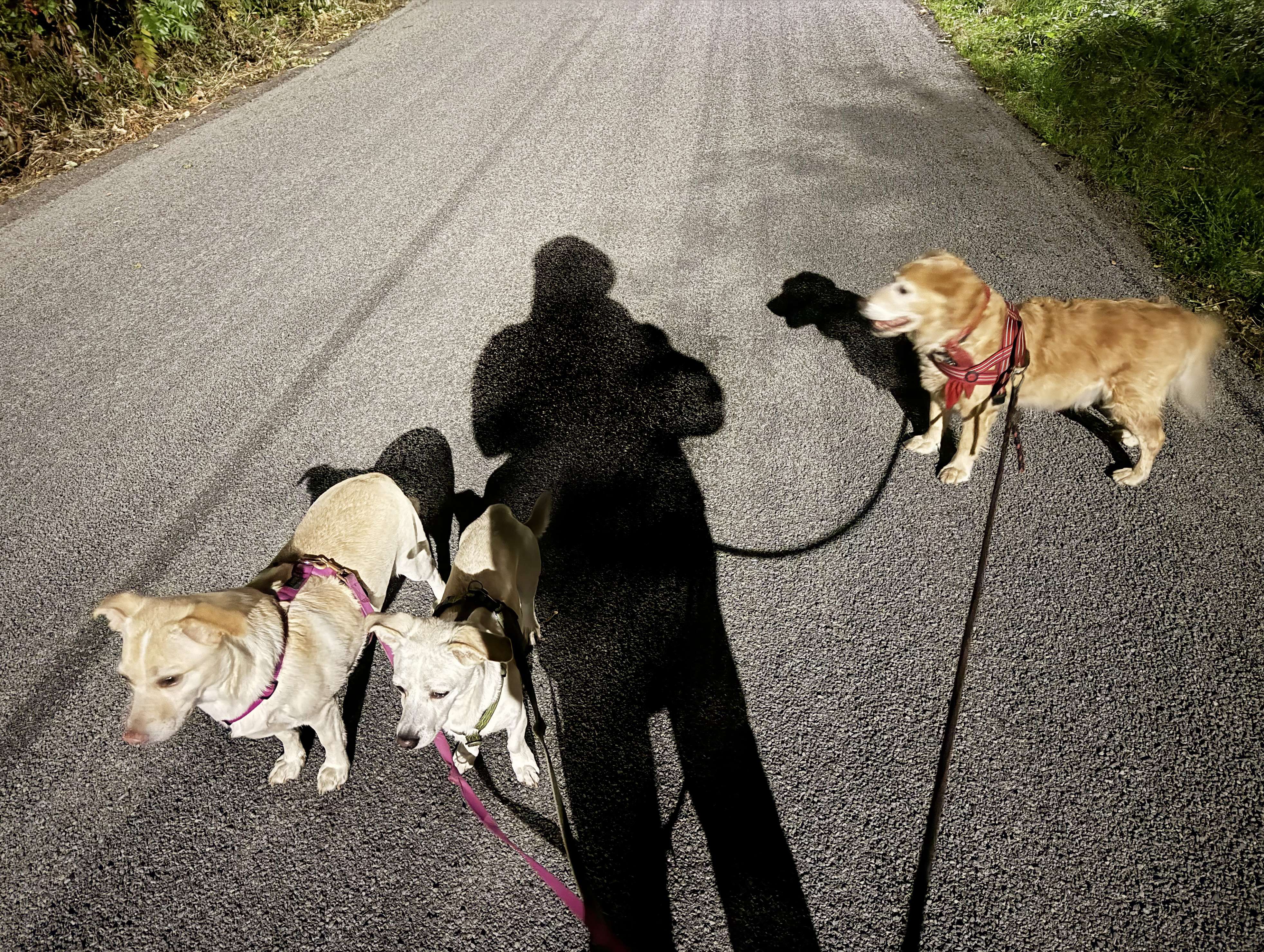 Straż Miejska apeluje o odpowiedzialność właścicieli psów