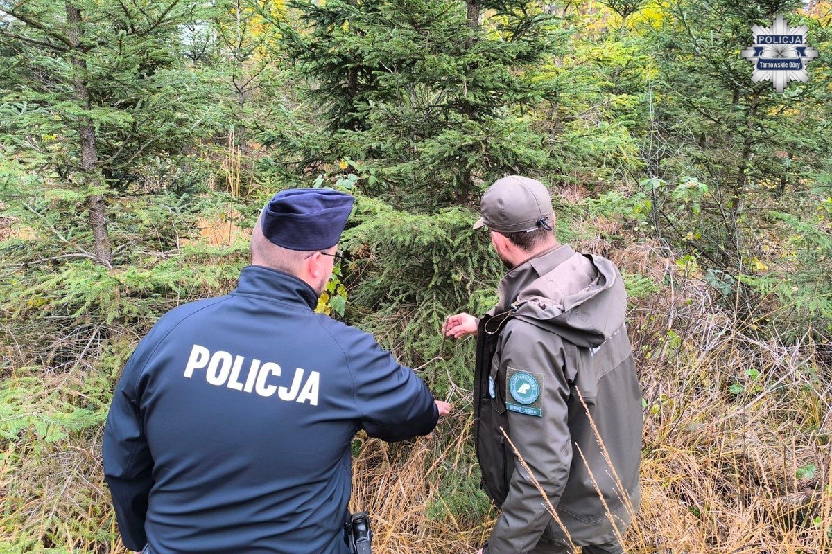 Kupuj choinki z legalnego źródła