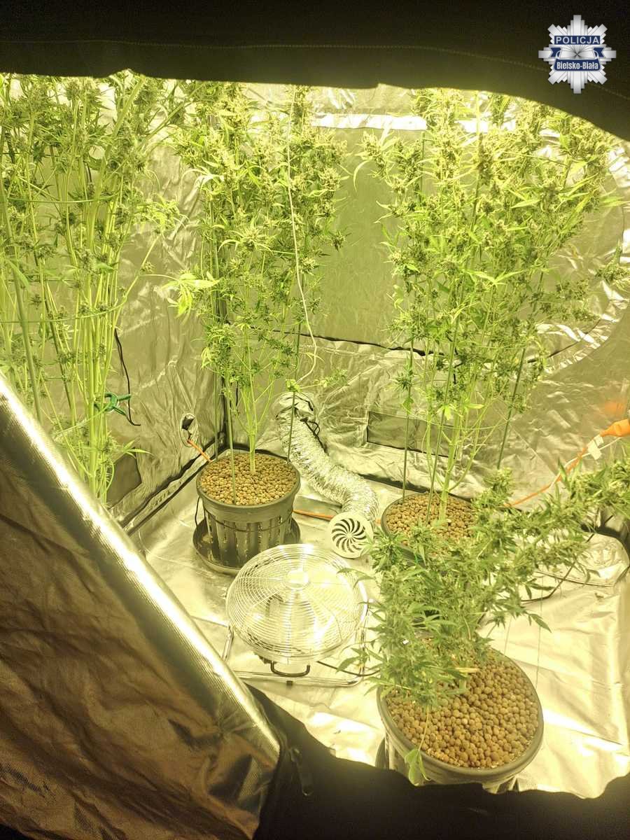Policja z Bielska-Białej uderza w narkobiznes