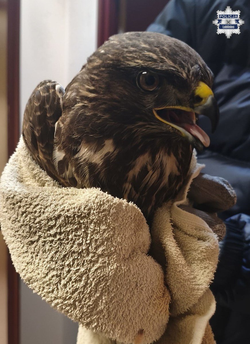 Ranny myszołów uratowany dzięki współpracy mieszkańców i policji