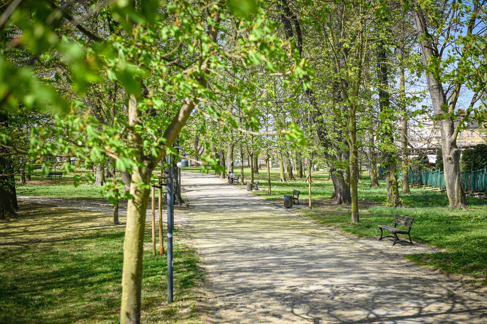 Zielona transformacja Częstochowy: setki nowych drzew w miejskich dzielnicach