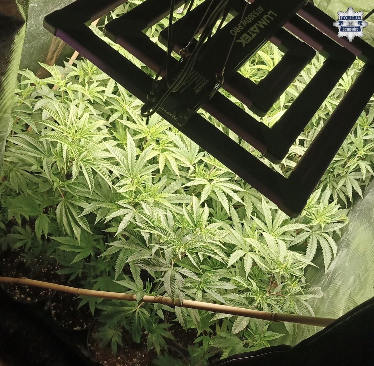 Nielegalna plantacja konopi odkryta w Czeladzi i Sosnowcu