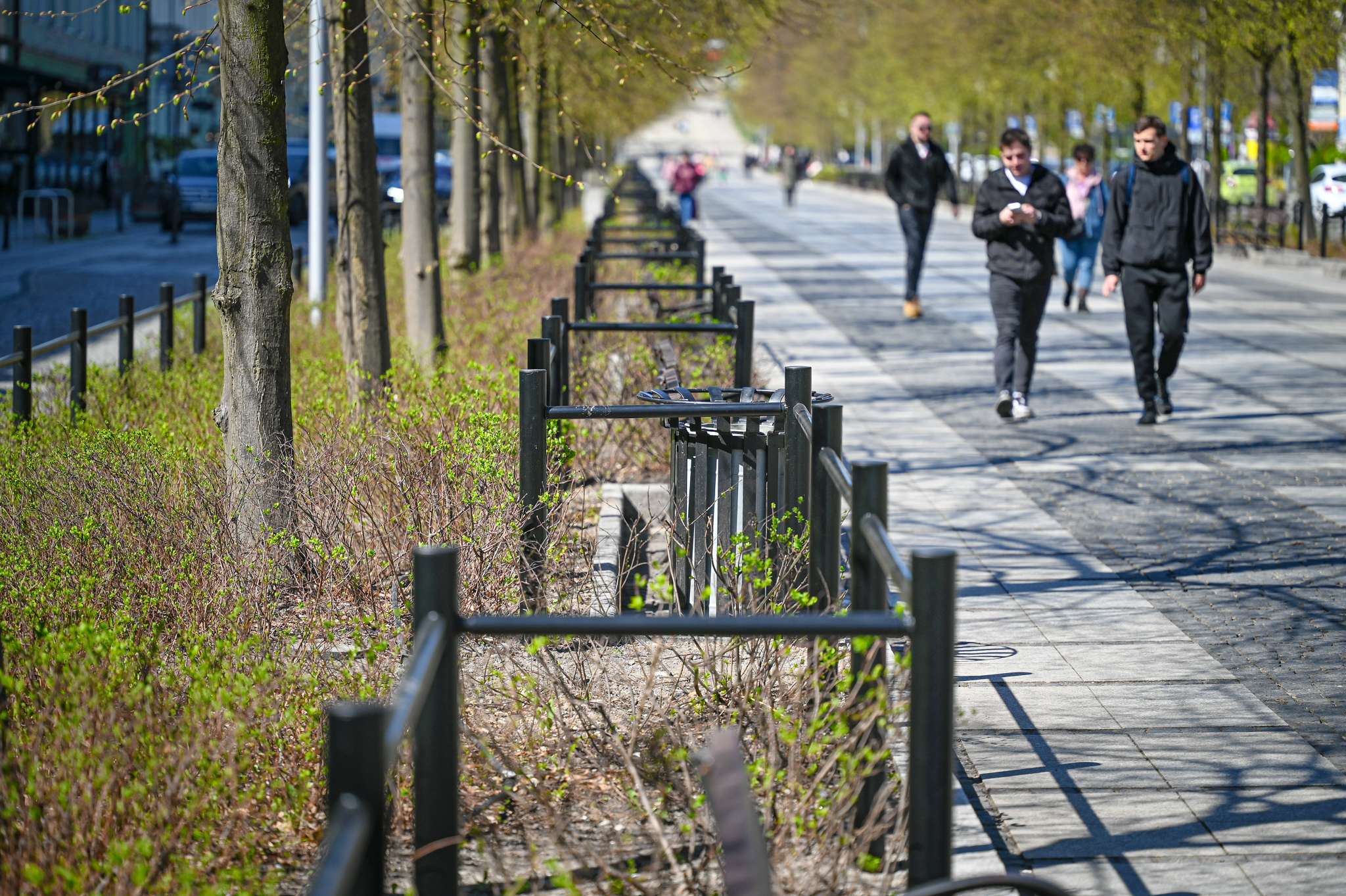 Zieleń w III Alei dostaje ochronę. Co się zmieni na zieleńcach?