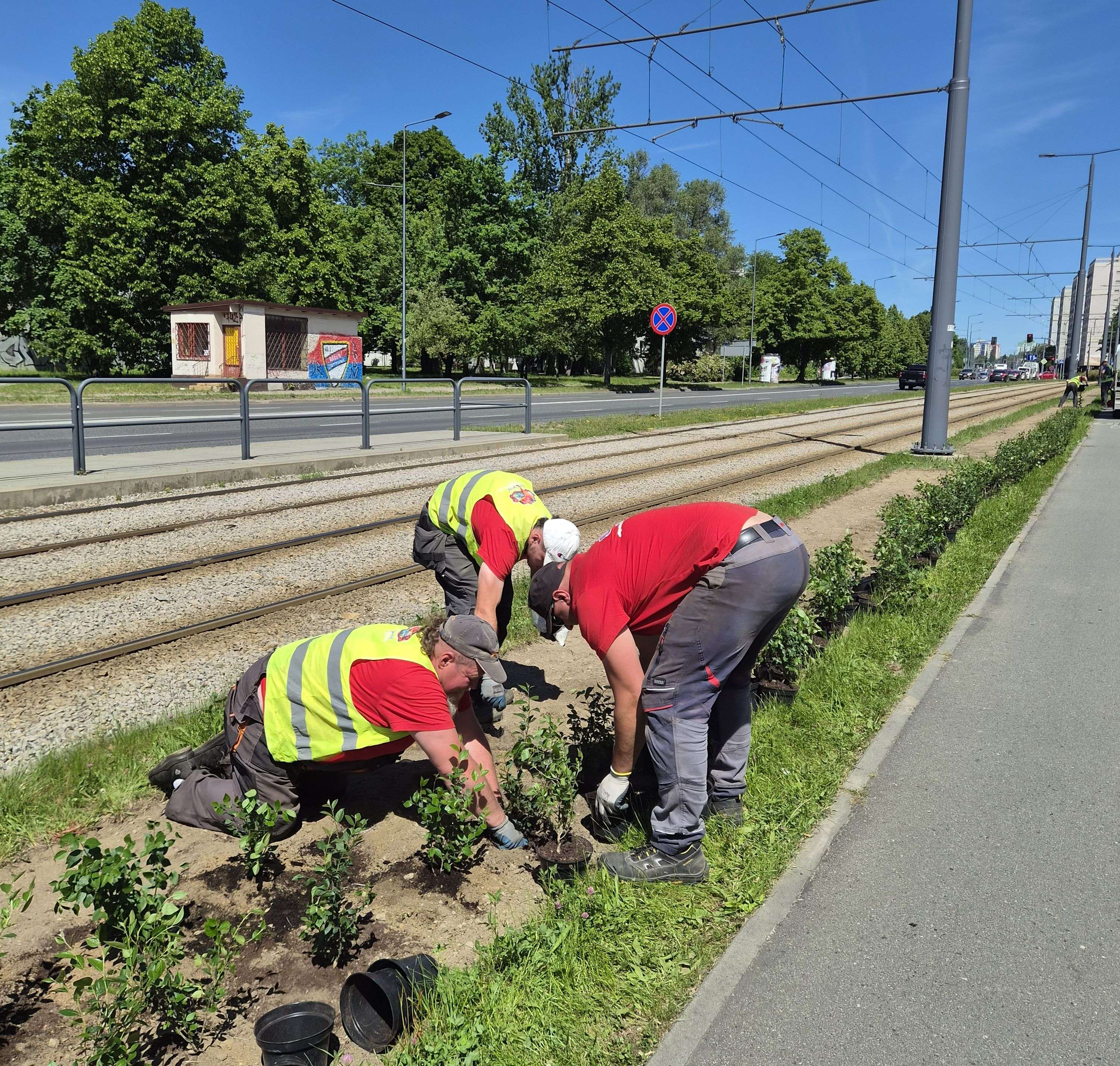 Zielona bariera przy torach. Pierwsze nasadzenia już trwają