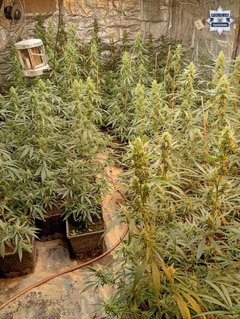 czewa-plantacja-2